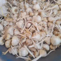 سیر|خوردنی و آشامیدنی|اسدآباد, |دیوار
