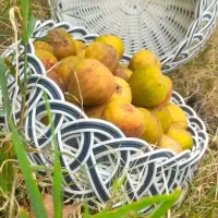 سبد دست بافت|صنایع دستی و سایر لوازم تزئینی|گنبد کاووس, |دیوار