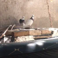 کفتر باخته رفته توجقاز