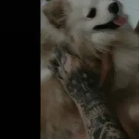 فروشی|سگ|قم, بلوار امین و ساحلی|دیوار