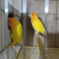 طوطک|پرنده|مرند, |دیوار