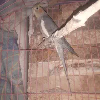 عروس هلند