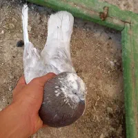 کبوتر به شرط