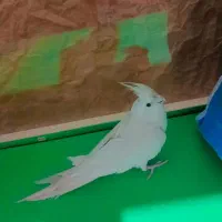 عروس هلندی آلبینو|پرنده|کرمان, |دیوار