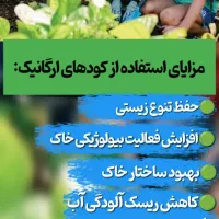 به گیاهت جونِ دوباره بده|گل و گیاه طبیعی|قم, سراجه|دیوار
