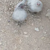 مرغ خروس لهستانی منیاتوری