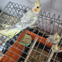 جوجه عروس هلندی|پرنده|اشتهارد, |دیوار