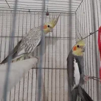 عروس هلندی جفت عروس هلندی 8 جفت مولد تخم گذاشتن|پرنده|رشت, استقامت ۱|دیوار