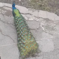 طاووس مصری