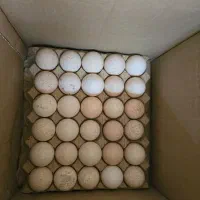 تخم نطفه دار بوقلمون برنز