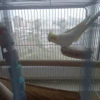 عروس لوتینو ماده