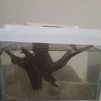 ماهی کوپی و شیشه اکواریوم کوچیک|ماهی|اردبیل, |دیوار