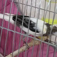 جوجه قناری نر