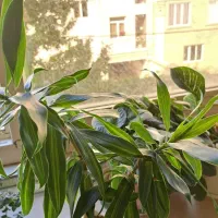 گل و گلدان طبیعی|گل و گیاه طبیعی|تهران, جنت‌آباد مرکزی|دیوار