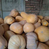 کدوشیرین عسل بروجردی ۸۰ تن|خوردنی و آشامیدنی|اصفهان, ارغوانیه|دیوار