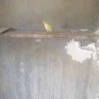 پرنده بخوان قناری