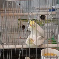 طوطی عروس هلندی مولد جفت خورده درحال تخم گذاری