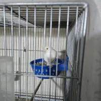 قناری ماده جفتی سهره