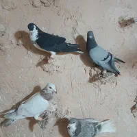 ۴تا گرفتنی وحشی