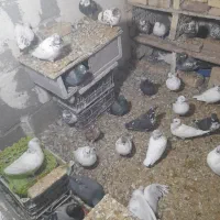 کبوترپرشی|پرنده|خلخال, |دیوار