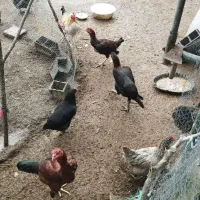 خروس و مرغ لاری ۸ ماهه|حیوانات مزرعه|سرخرود, |دیوار