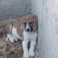 توله سرابی افغان|سگ|قزوین, |دیوار