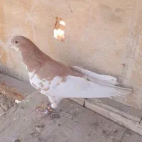 کبوترببهونی|پرنده|شیراز, سلطان آباد|دیوار