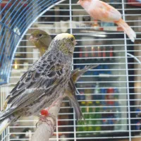 قناری نر شلاقی ماده آماده چمنی  لیزارد سرخ برفکی|پرنده|شهرضا, |دیوار