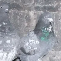 چند تا کبوتر پرشی|پرنده|رشت, گلباغ نماز|دیوار