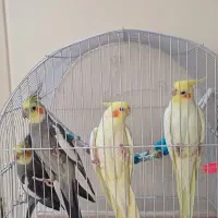 عروس هلندی مولد سره حال و سخنگو