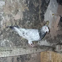 سبز هفت رنگ درشت نر