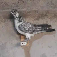 کفتر تهرانی|حیوانات|نهاوند, |دیوار