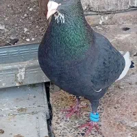 ۲۸ تا نر سوراخ