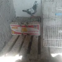 ماده سبز