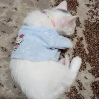 ماده. بازیگوش