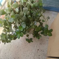 گل طبیعی فوق‌العاده زیبا