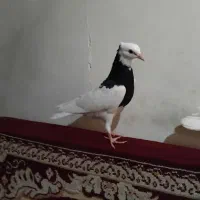 کبوتر|پرنده|کرمانشاه, |دیوار