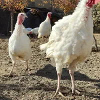 بوقلمون نژاد هلندی بیوتی۶|حیوانات مزرعه|اردبیل, |دیوار