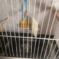 طوطی برزیلی