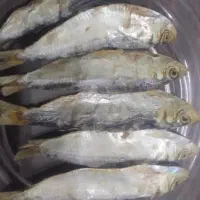 فروش ماهی ساردین و متوتا|ماهی|تهران, ایرانشهر|دیوار