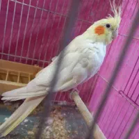 عروس هلندی|پرنده|قم, انصار‌الحسین|دیوار