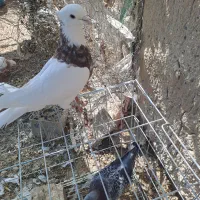 کبوتر طوقی کرمانشاهی|پرنده|هامون, |دیوار