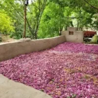 تورگلابگیری۱۸اردیبهشت ویژه بانوان باتخفیف ویژه