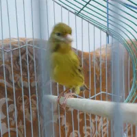 قناری نر مست مست|پرنده|کارون, |دیوار