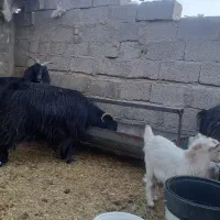 بز چاق