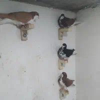 چهارتا شهری نر زرنگ هوای