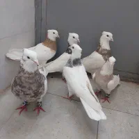 هفت عدد طوقی درجه یک|پرنده|کرمانشاه, |دیوار