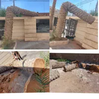 بریدن نخل قطع درخت هرس نخل قطع نخل سمپاشی نخل