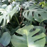 کاج اسباتی شفلورا برگ انجیری بابا آدم|گل و گیاه طبیعی|سلمان‌شهر, |دیوار