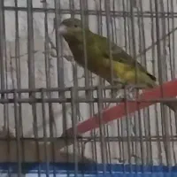 قناری سبز چمنی|پرنده|فسا, |دیوار